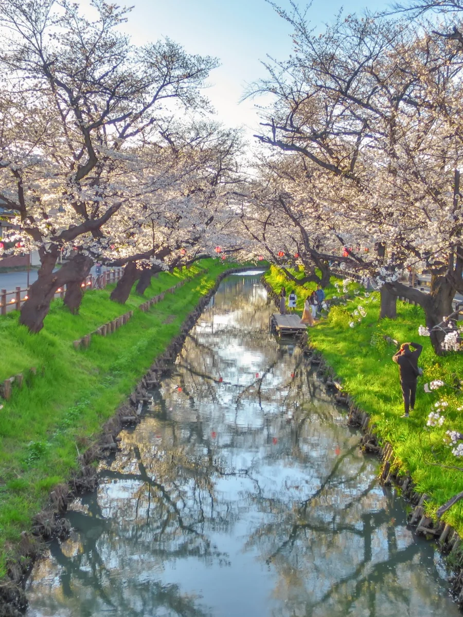 投稿写真：満開の桜並木とリフレクション