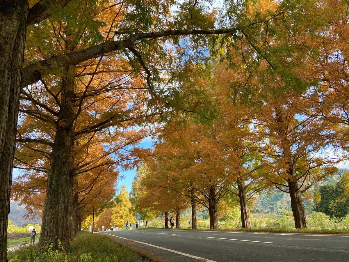 投稿写真：マキノ高原のメタセコイヤ並木