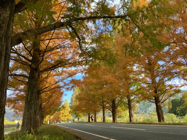 投稿：マキノ高原のメタセコイヤ並木