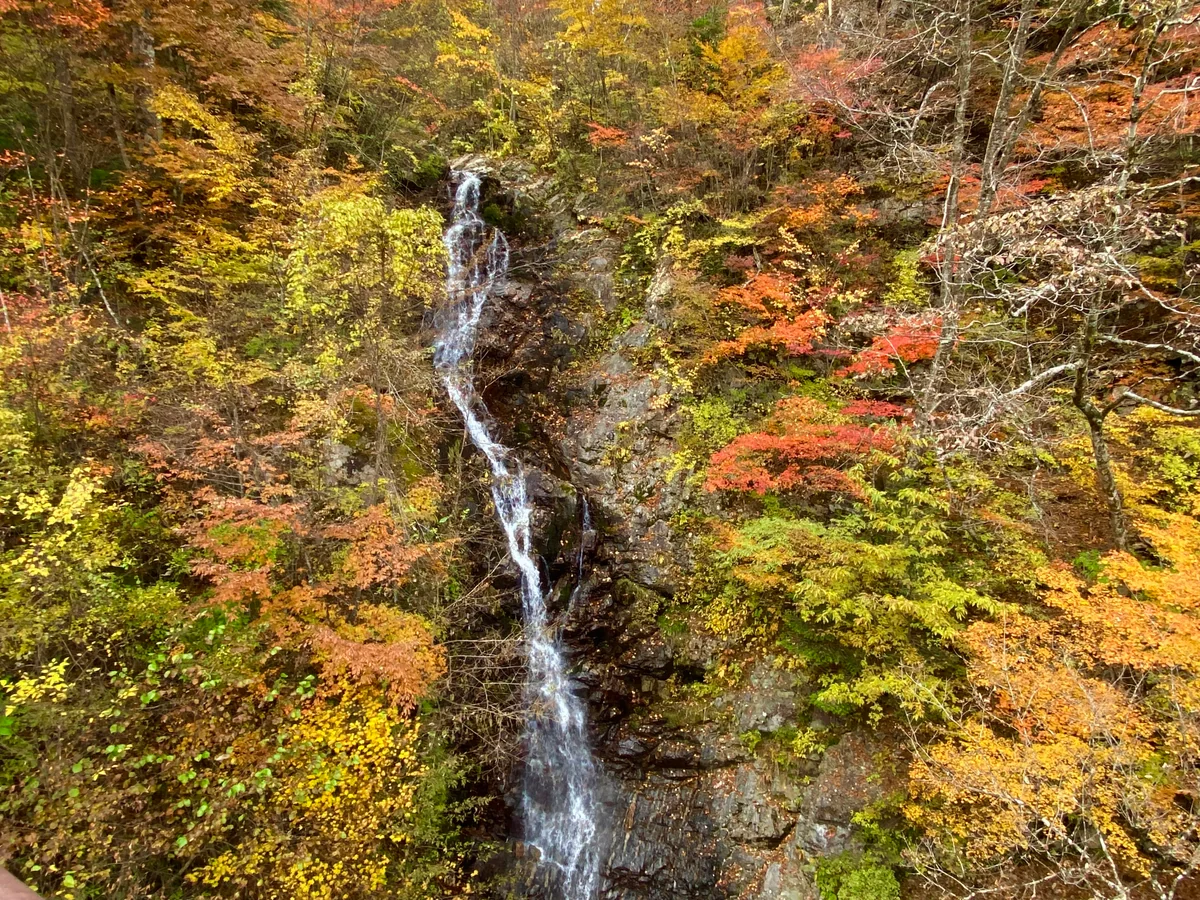 投稿写真：錦秋
