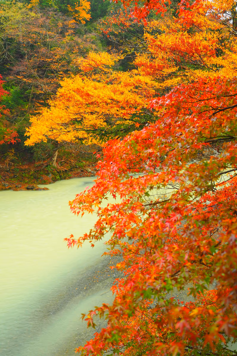 投稿写真：秋色の多摩川