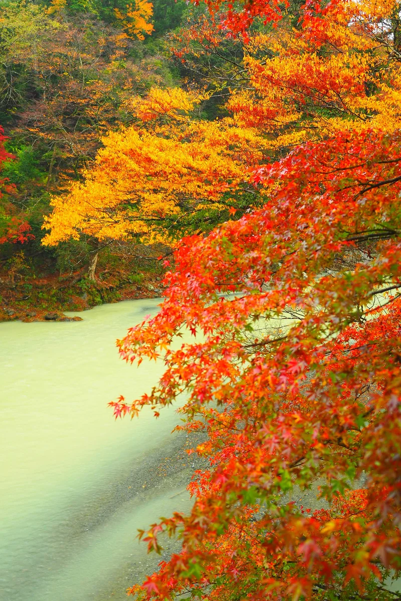 投稿写真：秋色の多摩川