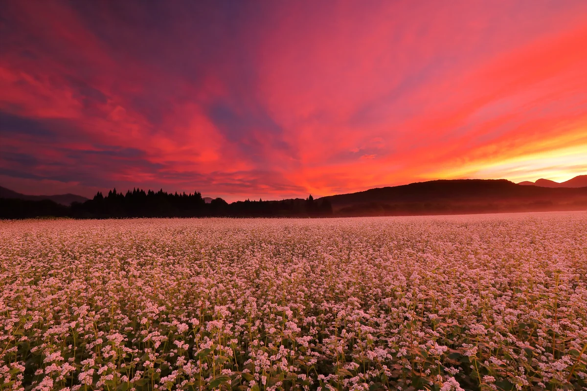 投稿写真：猿楽台地の朝焼け