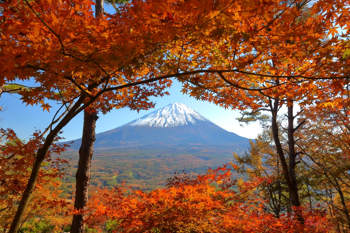 投稿写真：紅葉台のもみじ越しの富士山