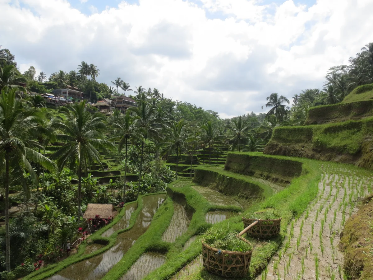 投稿写真：バリ島ウブド