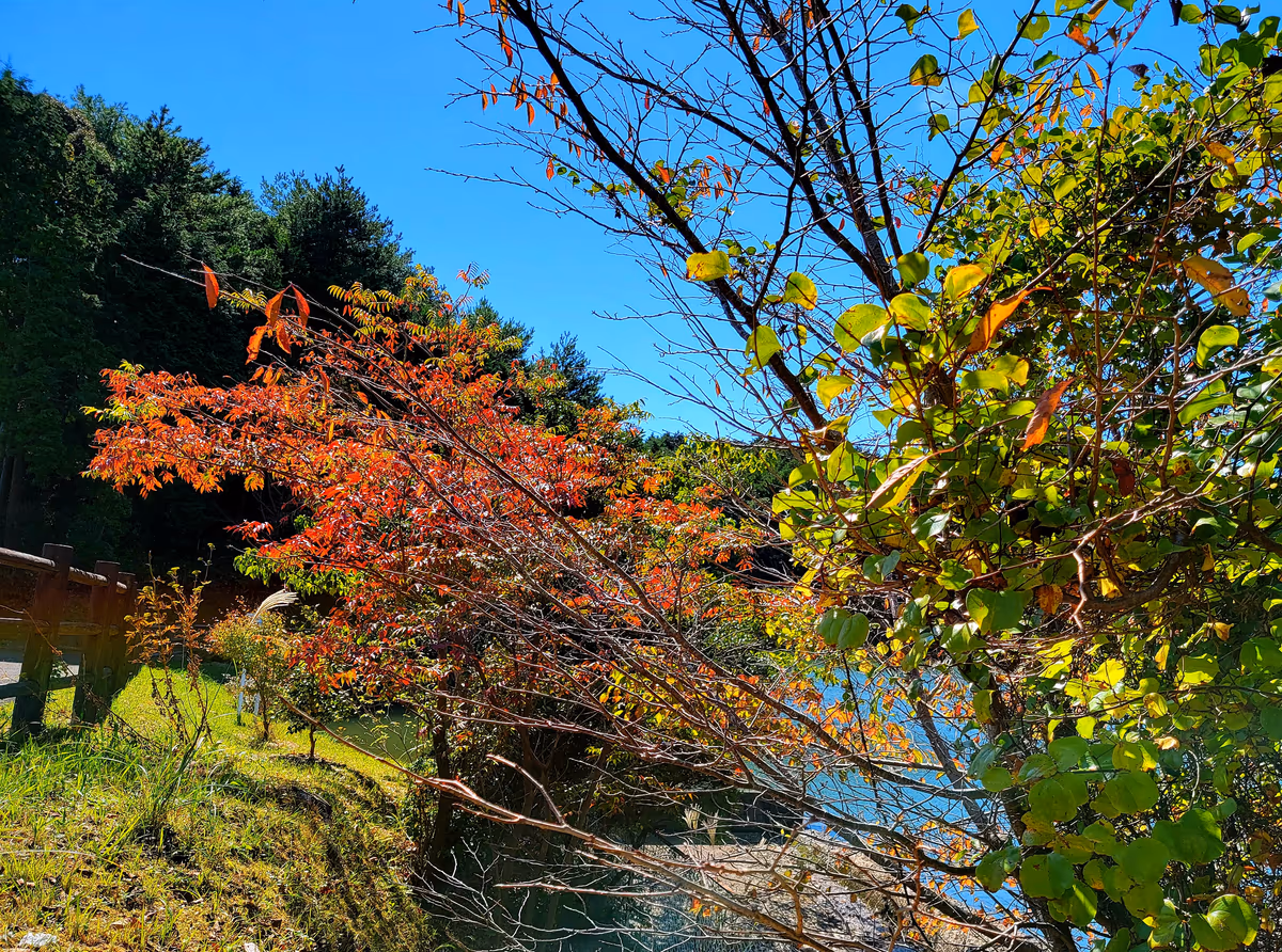 投稿写真：紅葉の始まり始まり～