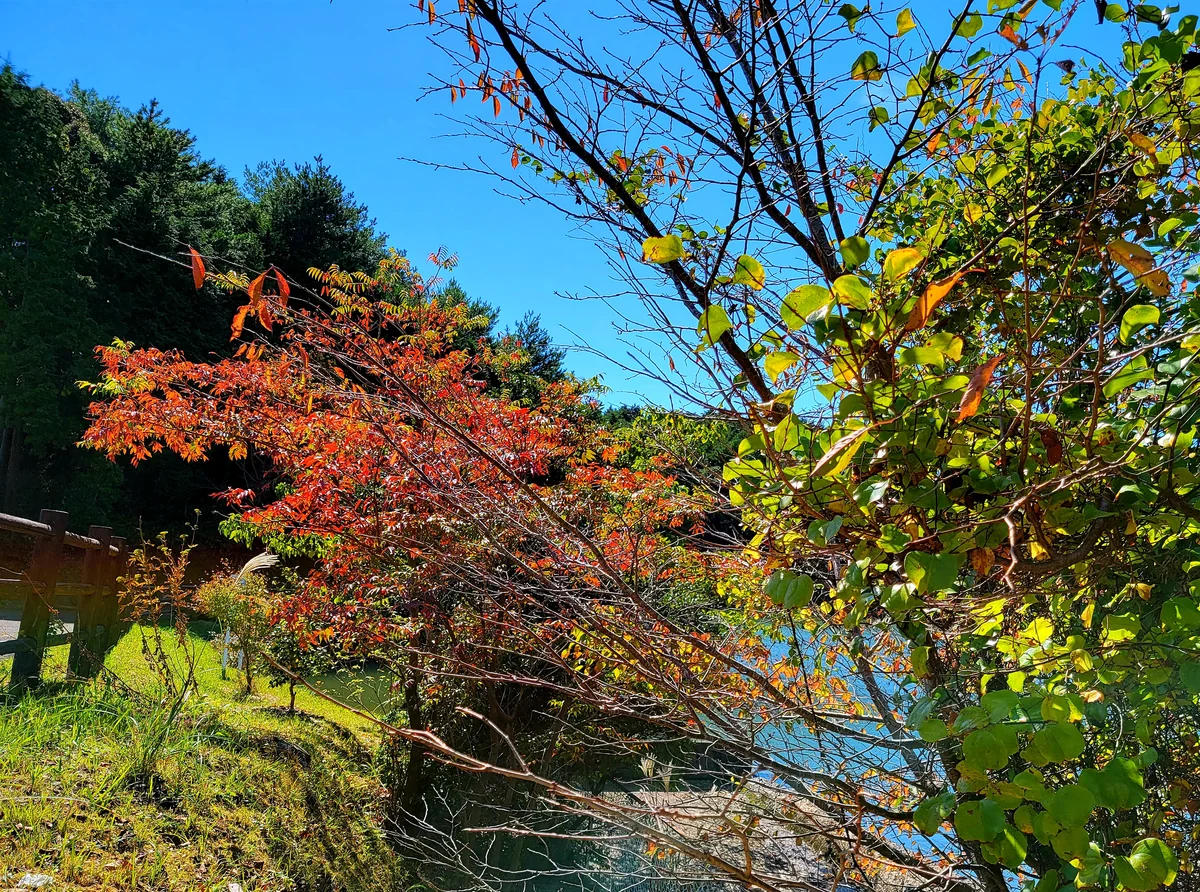 投稿写真：紅葉の始まり始まり～