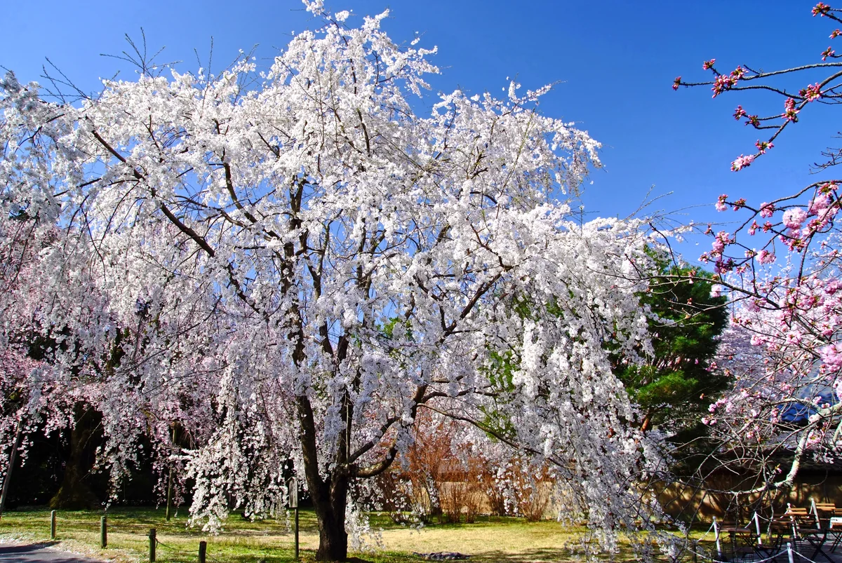 投稿写真：桜、醍醐寺へ