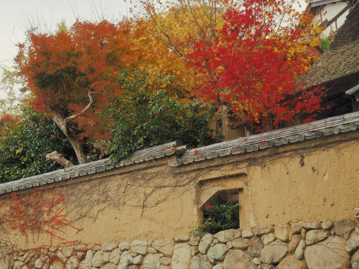 投稿写真：土塀と紅葉