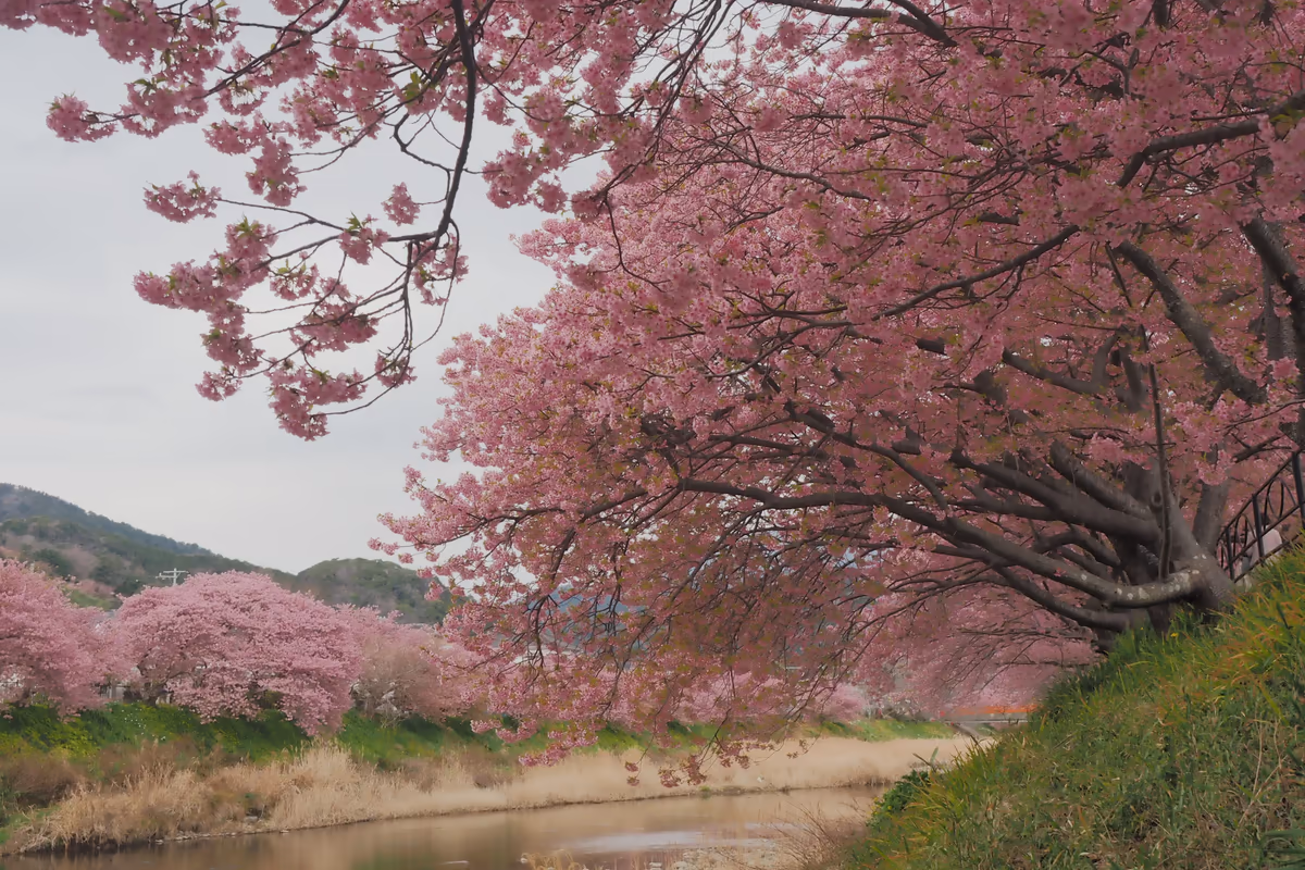 投稿写真：河津川の桜並木