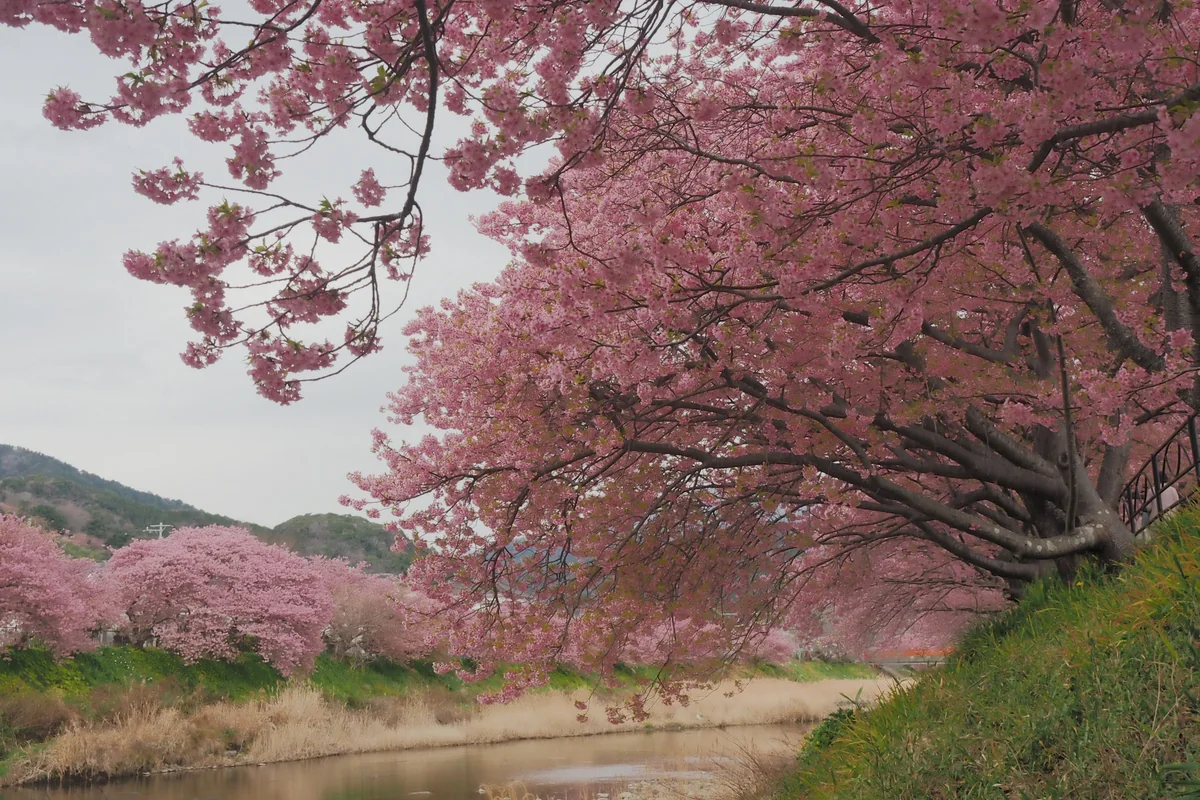 投稿写真：河津川の桜並木