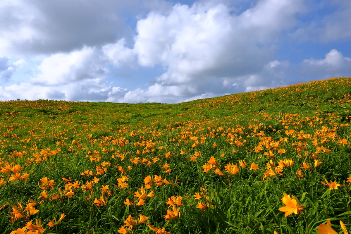 投稿写真：大野亀のトビシマカンゾウ群生