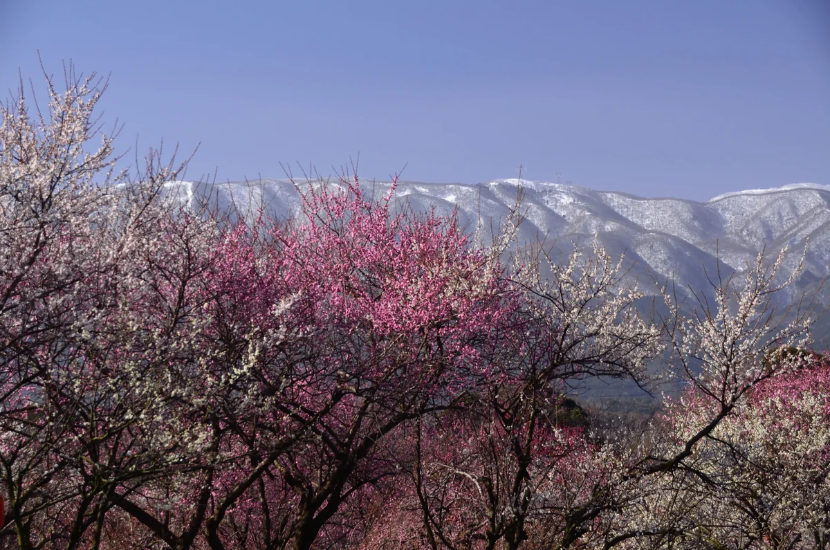 投稿写真：梅と鈴鹿山地