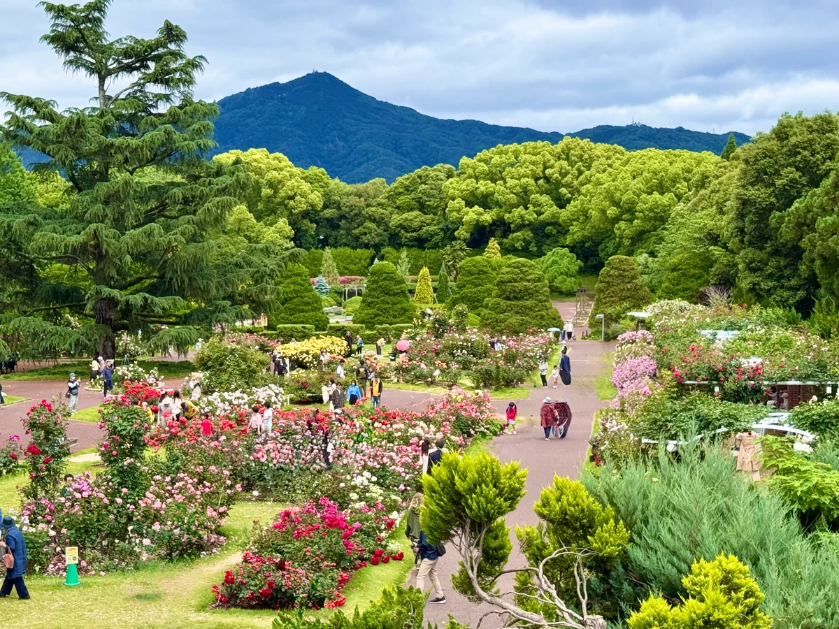 投稿写真：日本最古の植物園の絶景スポット🌹バラ園