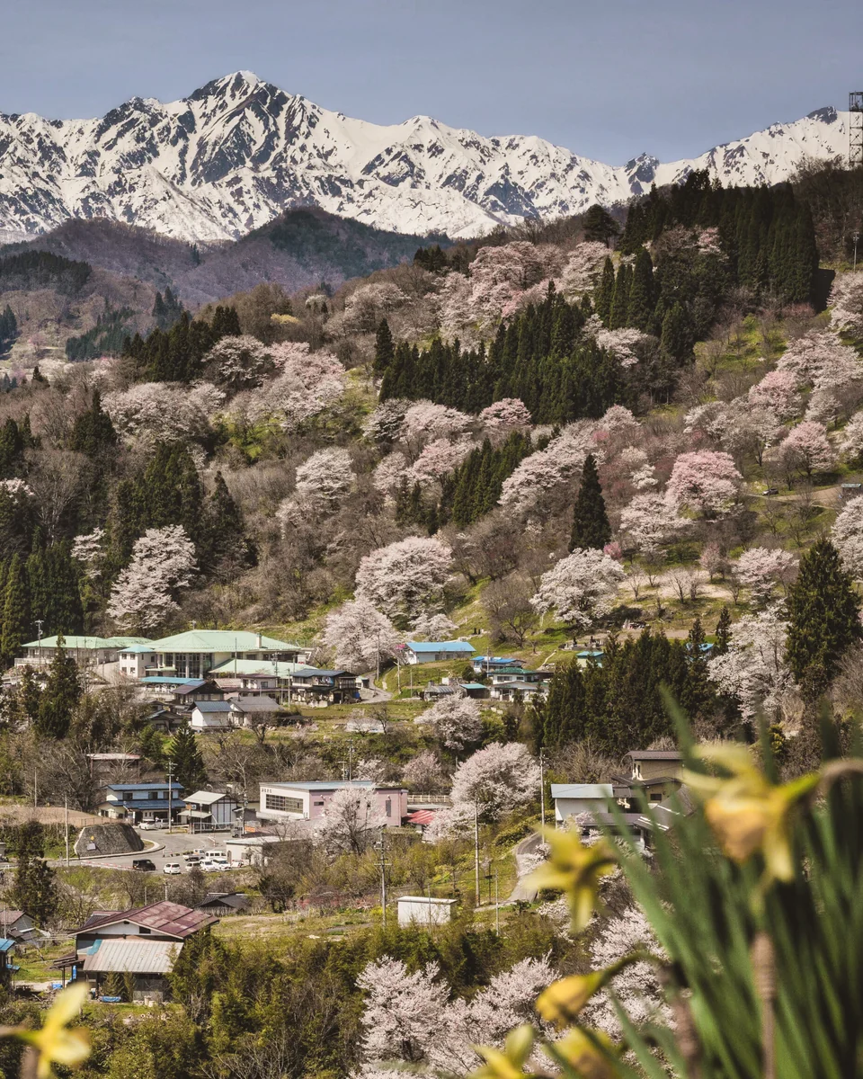 投稿写真：春のお告げ