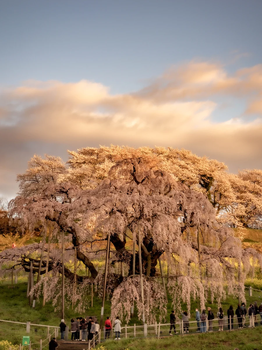 投稿写真：日の出 滝桜