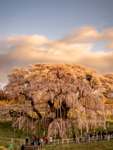投稿：日の出 滝桜