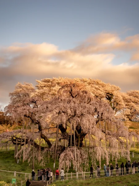 投稿：日の出 滝桜
