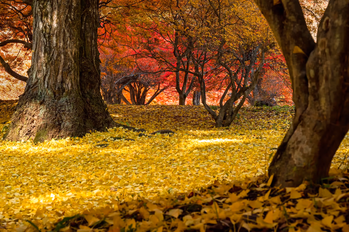 投稿写真：色の層