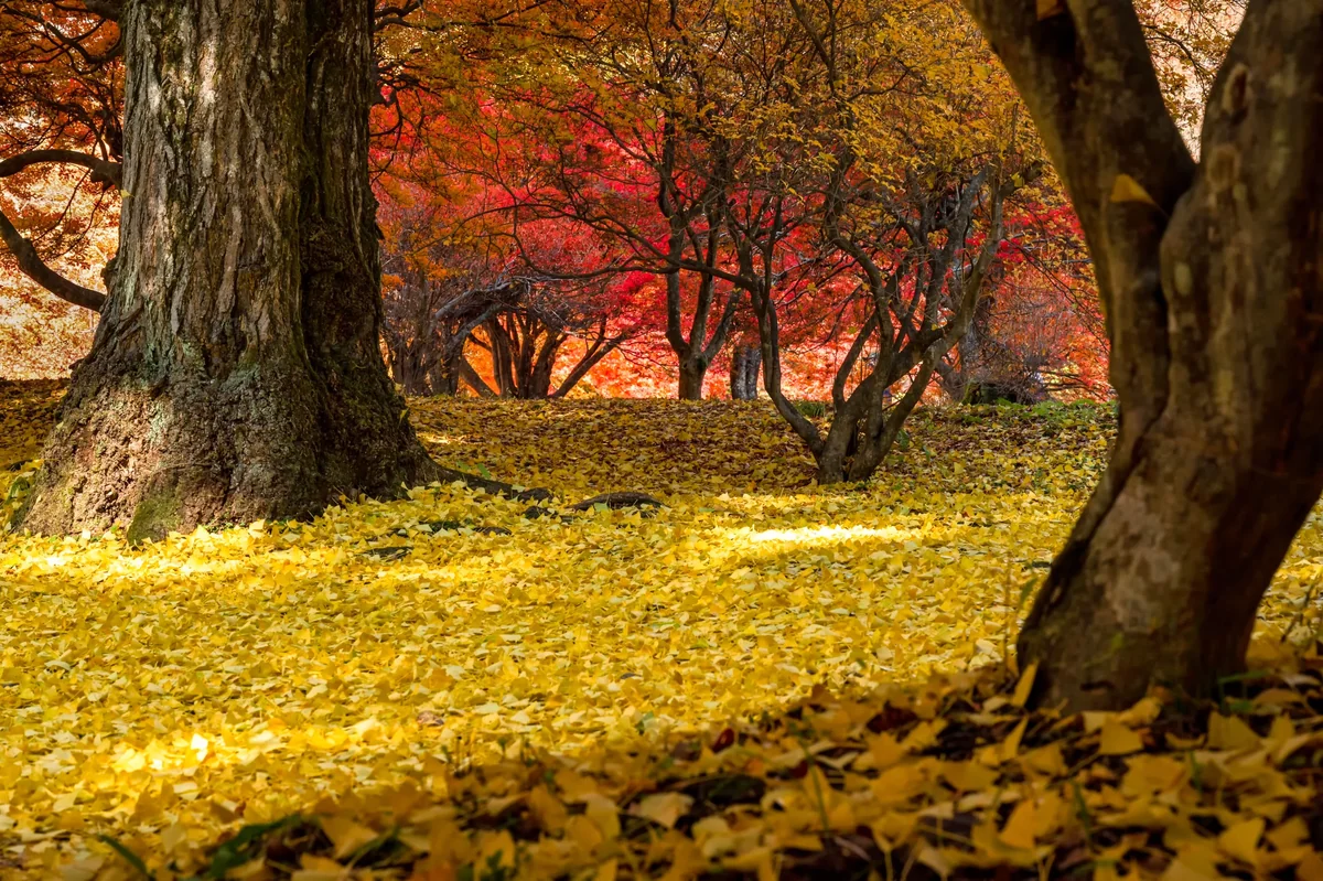 投稿写真：色の層