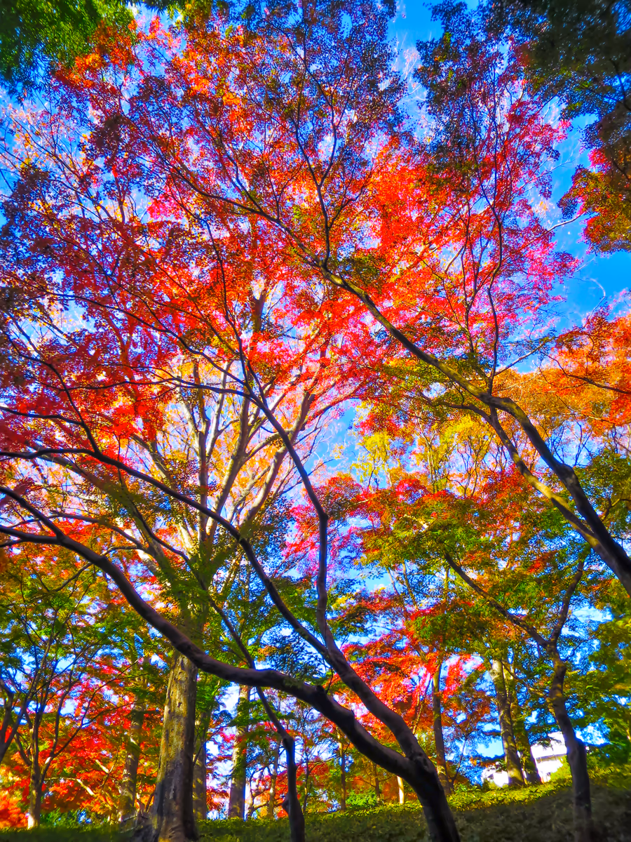 投稿写真：青空に映えるカラフルな紅葉