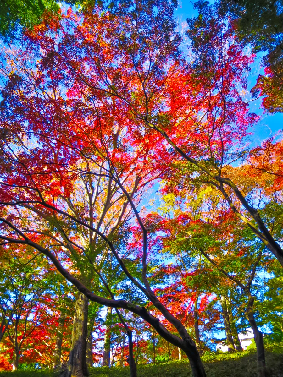 投稿写真：青空に映えるカラフルな紅葉