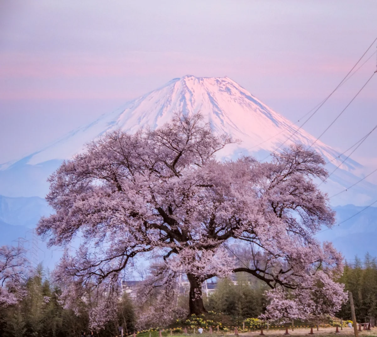 投稿写真：わに塚のサクラと薄紅富士