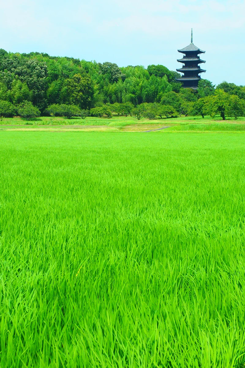 投稿写真：ポツンと五重塔