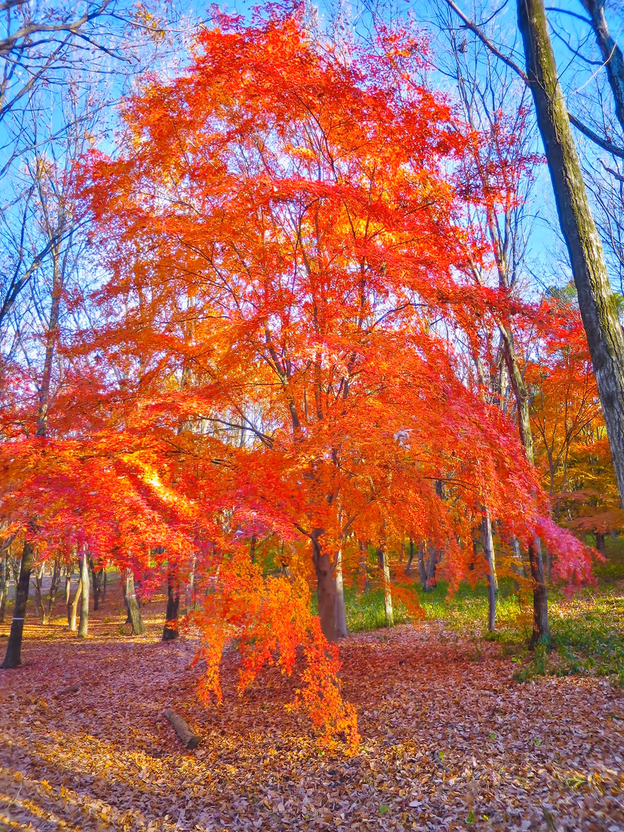 投稿写真：最後の紅葉