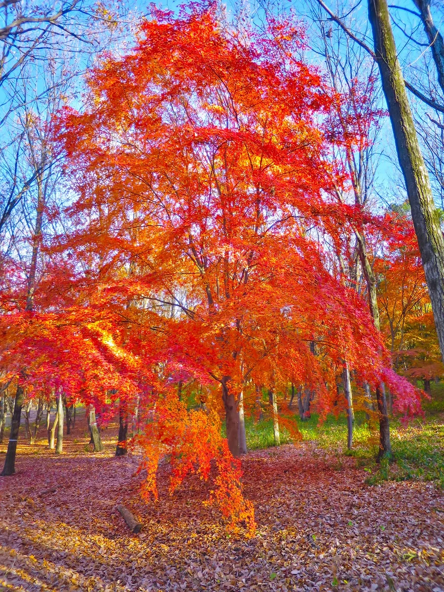 投稿写真：最後の紅葉