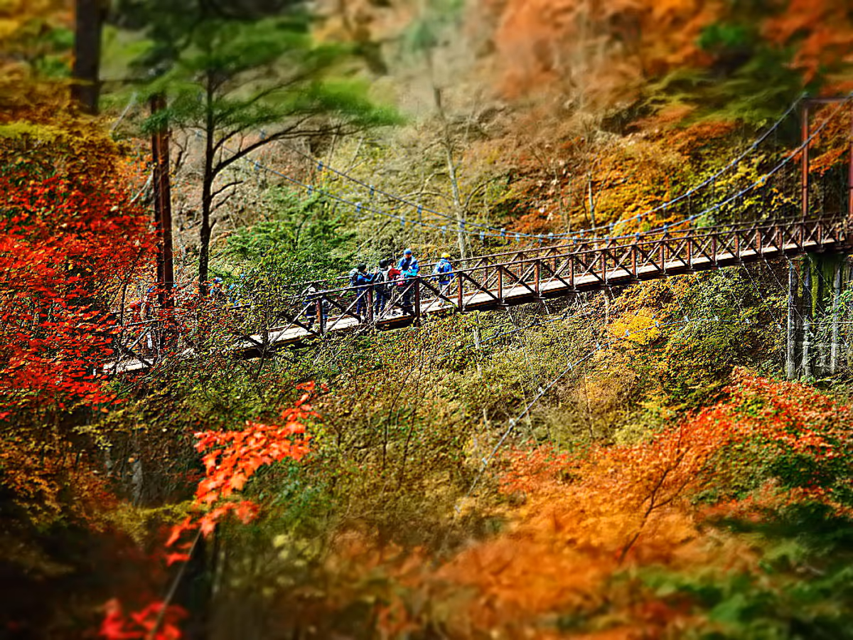 投稿写真：秋の吊り橋