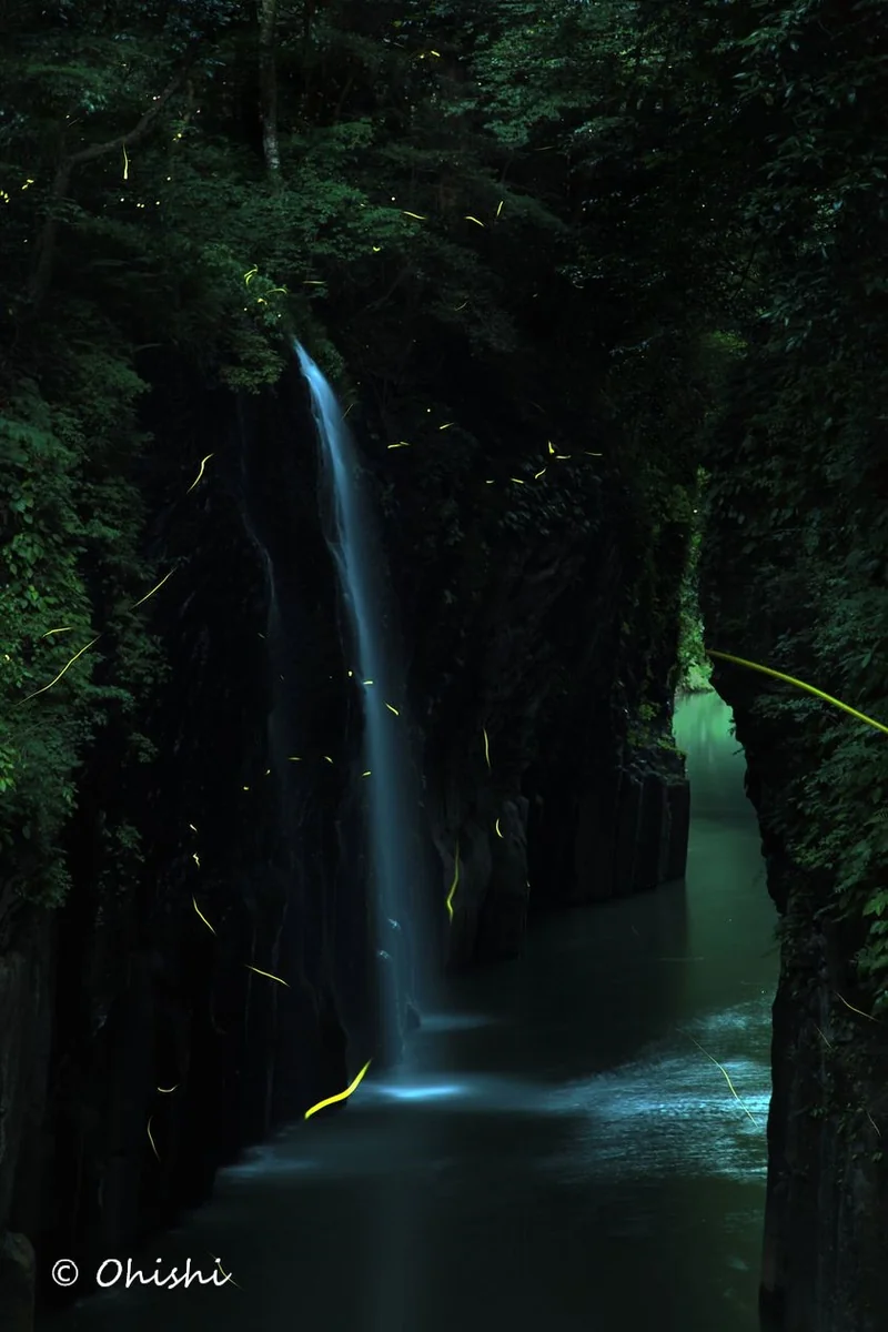 投稿写真：高千穂峡の蛍