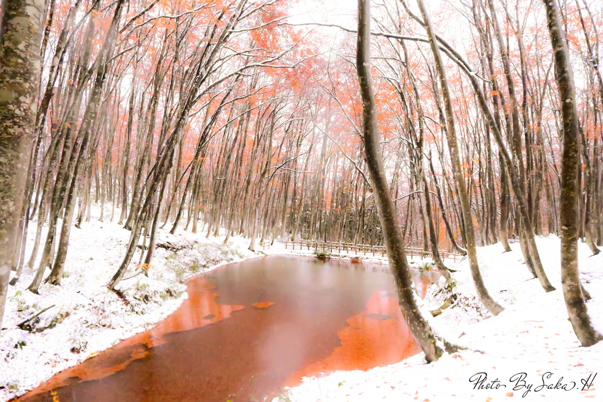 投稿写真：秋　冬
