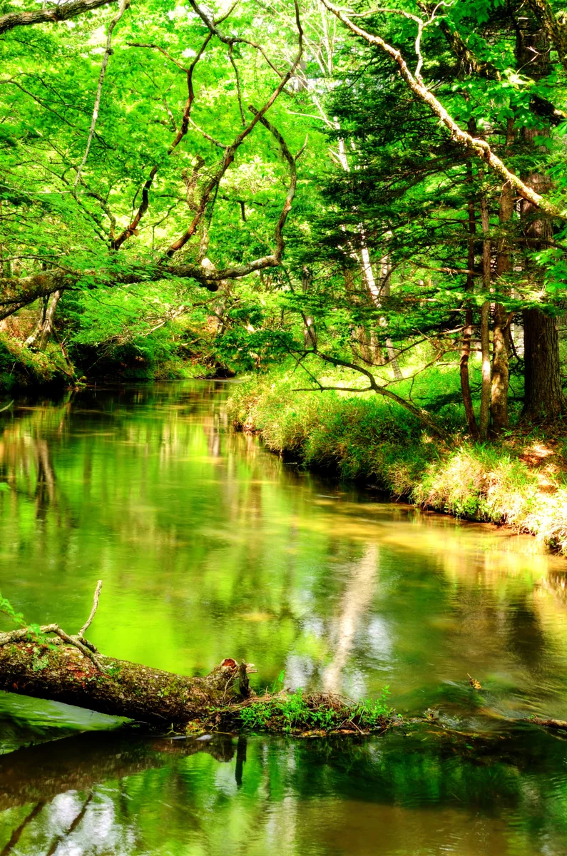 投稿写真：戦場ヶ原　緑映