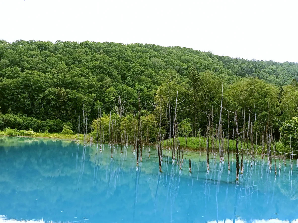 投稿写真：美瑛　青い池