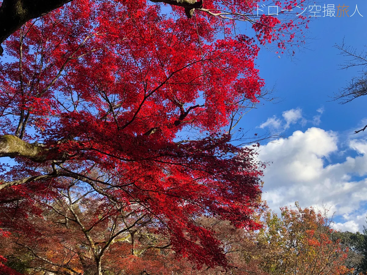 投稿写真：千手寺