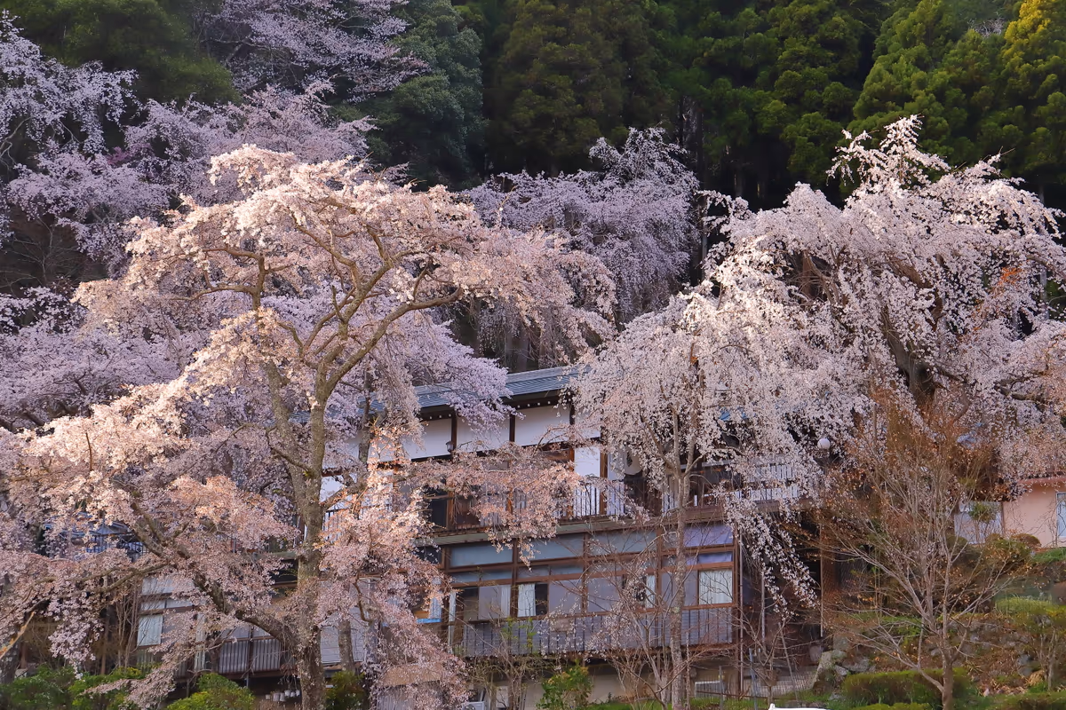 投稿写真：本行坊のしだれ桜