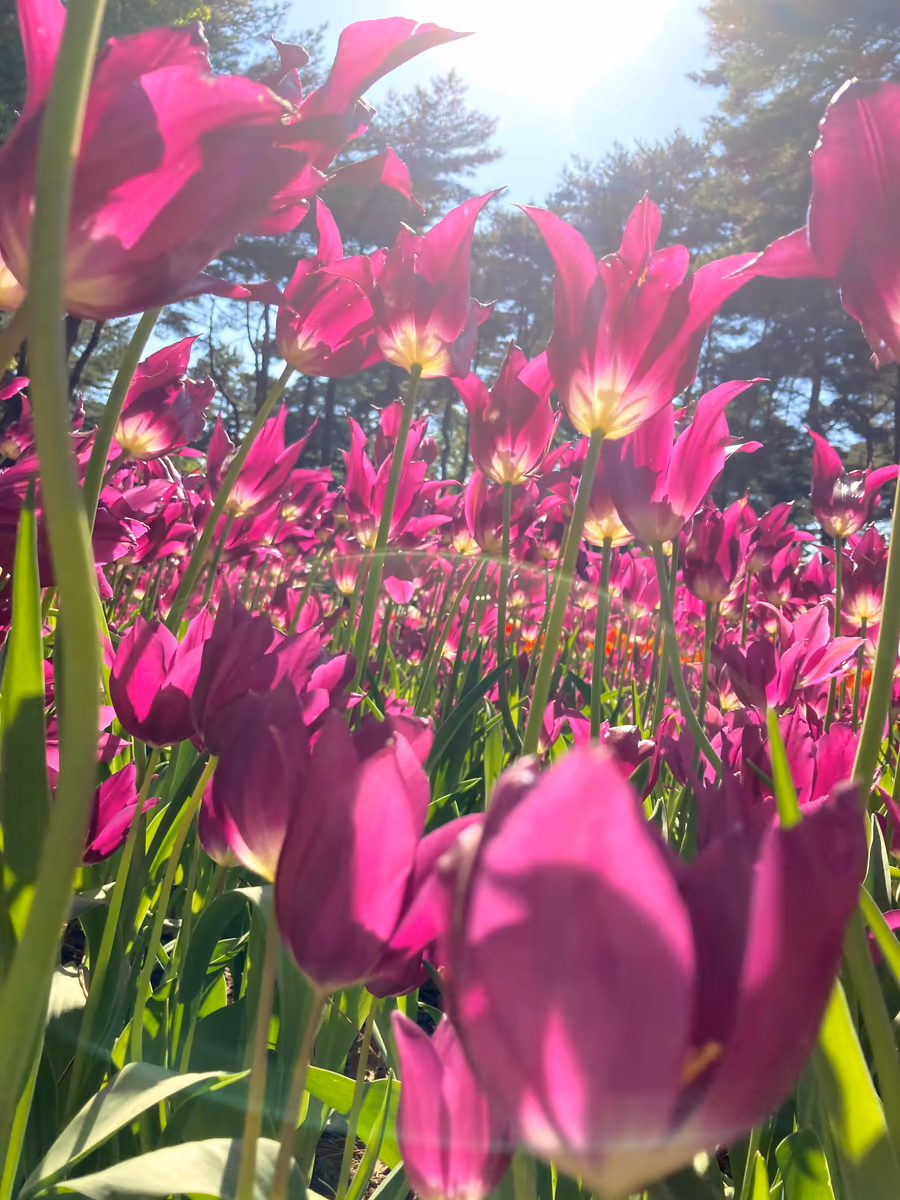 投稿写真：チューリップ