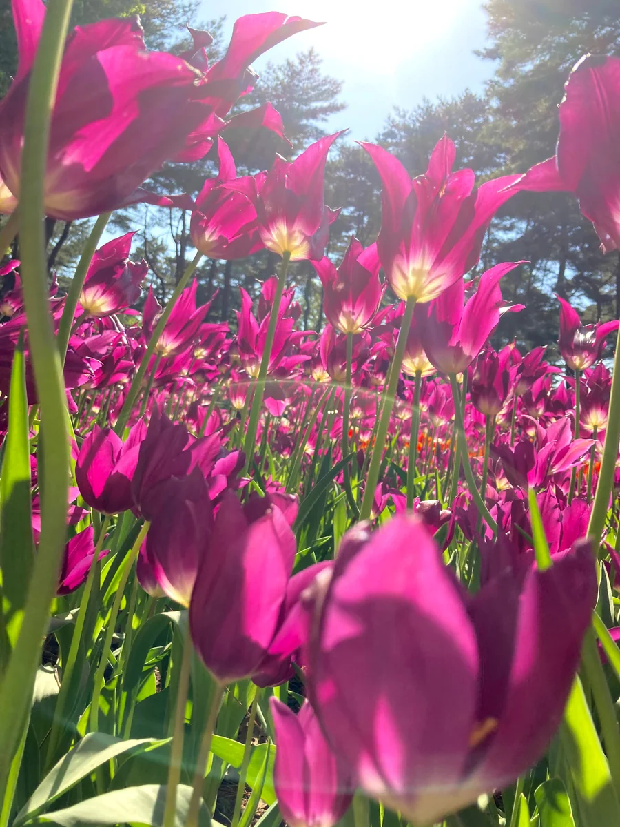 投稿写真：チューリップ