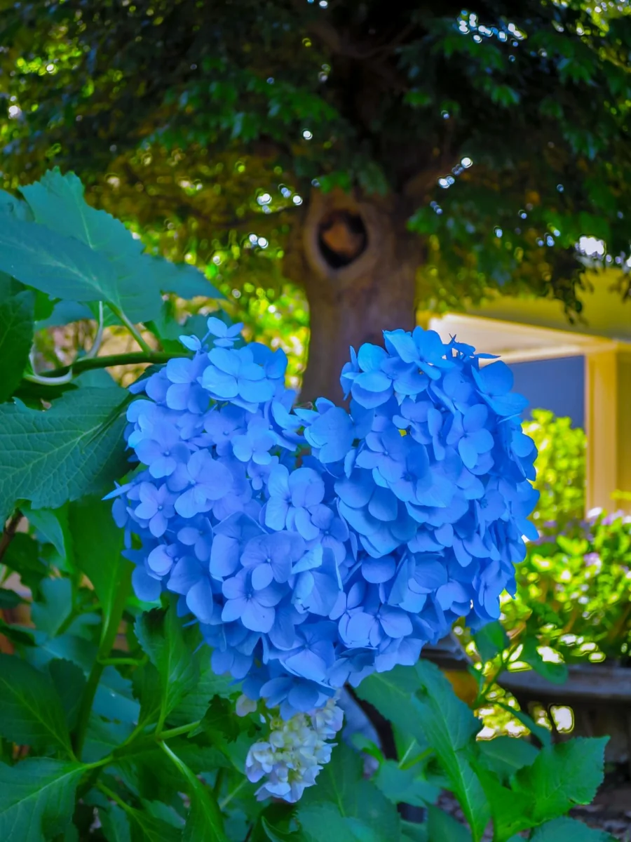 投稿写真：ハート型のアジサイ