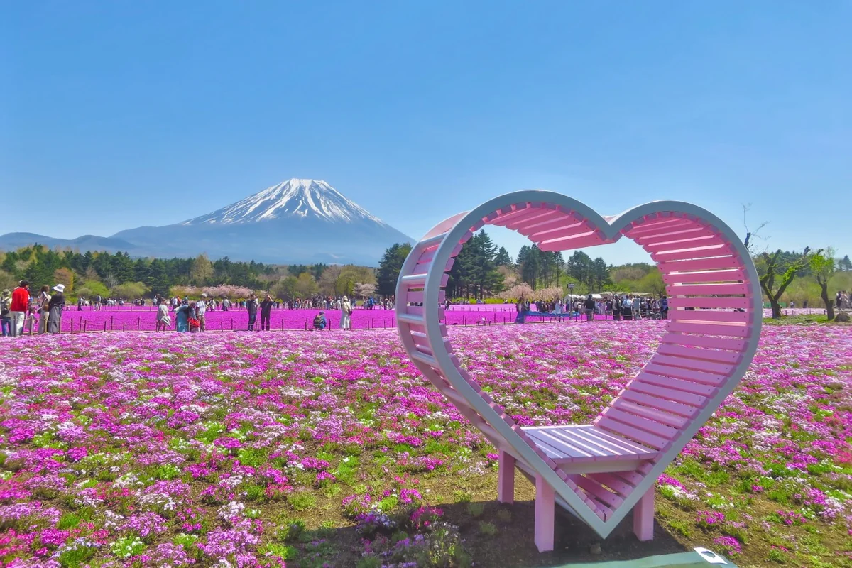 投稿写真：富士芝桜まつり~ハートオブジェと芝桜と富士山