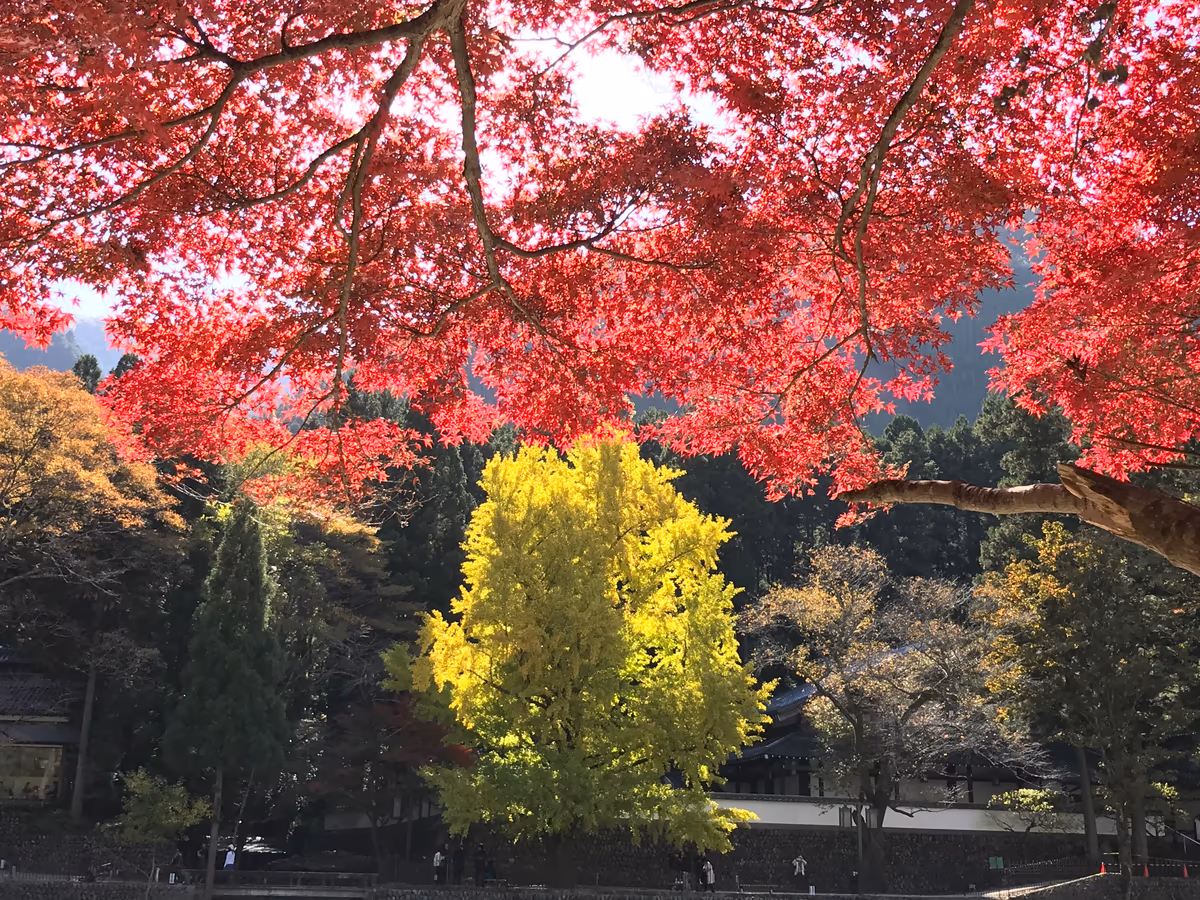 投稿写真：イエローvsレッド