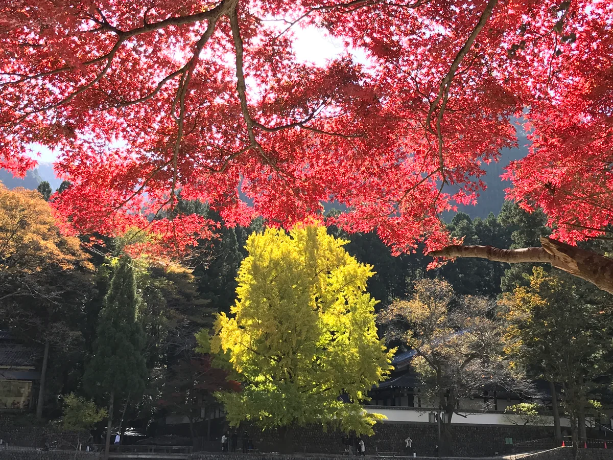 投稿写真：イエローvsレッド