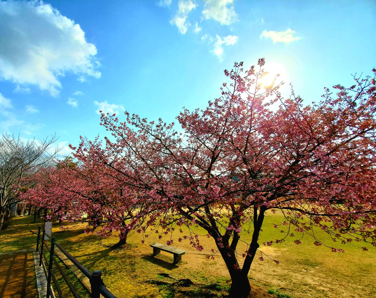 投稿写真：春うらら