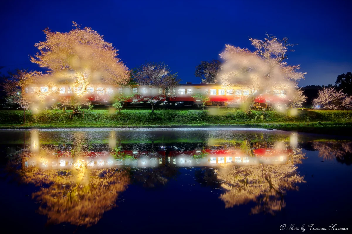 投稿写真：夜桜夢幻停車水鏡♪