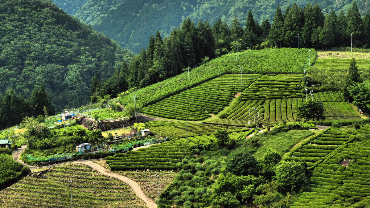 投稿写真：天空の茶園