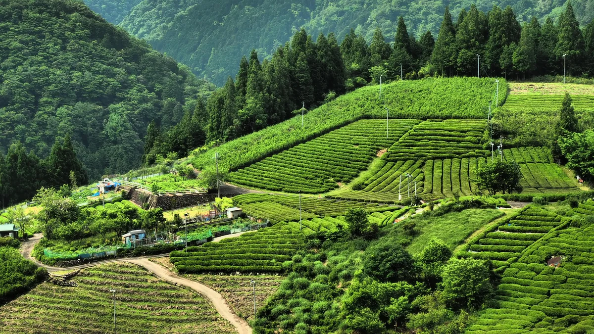 投稿写真：天空の茶園