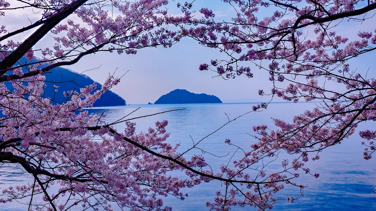 投稿写真：桜フレームと竹生島