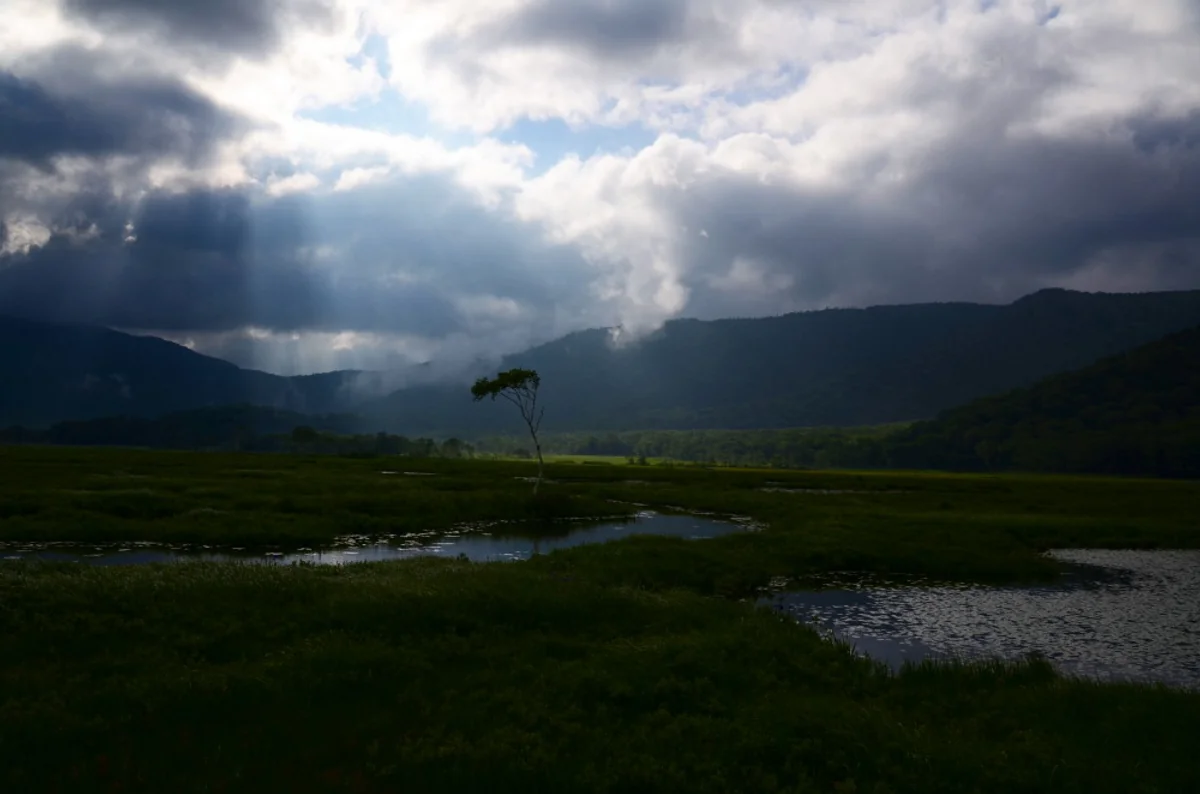 投稿写真：尾瀬　ある一本の木