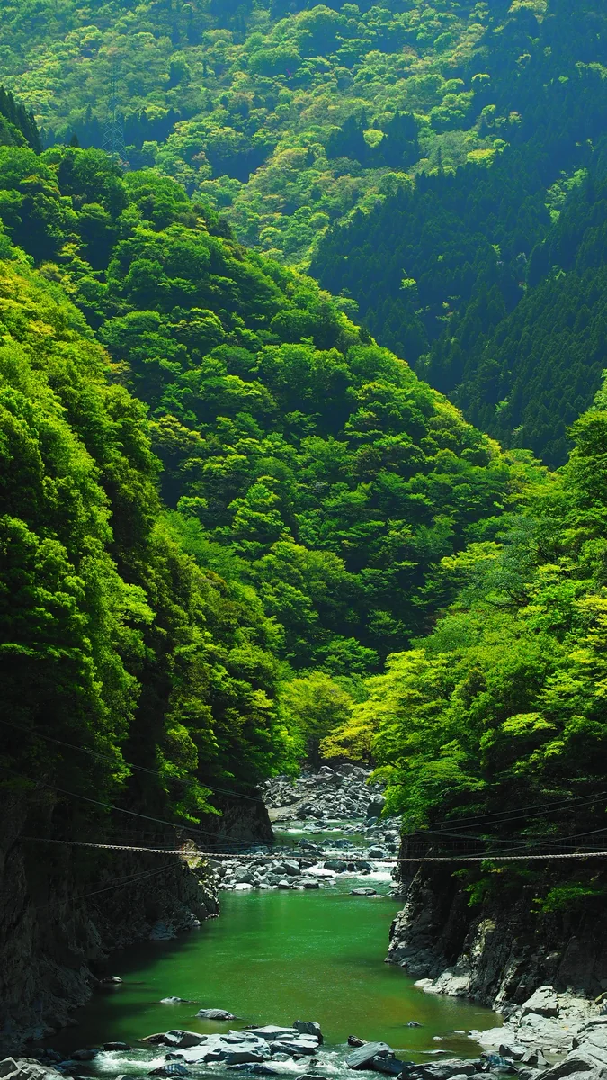 投稿写真：祖谷渓谷　緑映